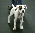 Puppy Kindergarten