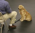 Dog Training Level 2 & Level 3
