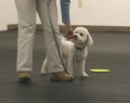 Dog Training Level 1