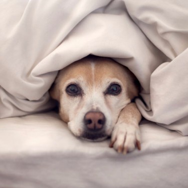 A cozy, quiet place for your pet to escape to is essential when the house gets full and busy!