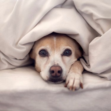 A cozy, quiet place for your pet to escape to is essential when the house gets full and busy!