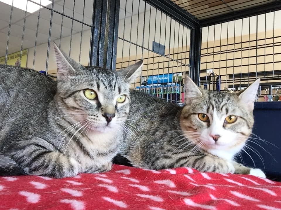 Cat Rescue at our Forks Township Store in Easton, PA