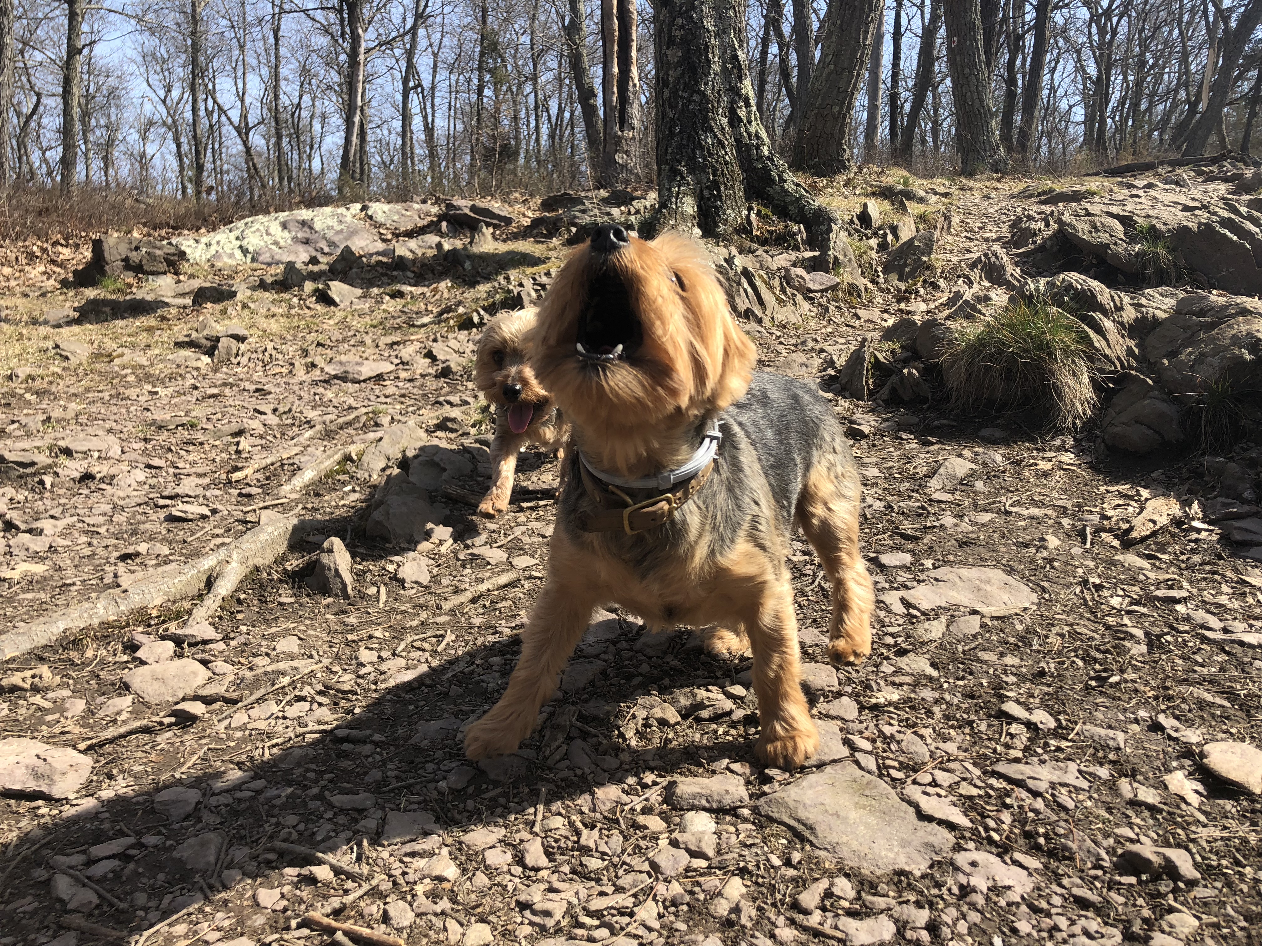 Hiking with dogs